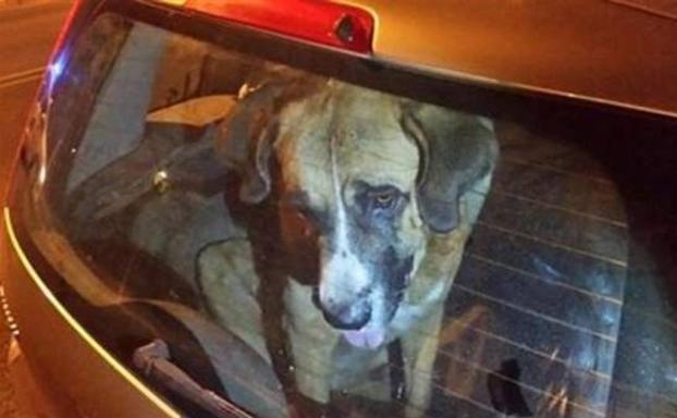 Perro encerrado en un coche.