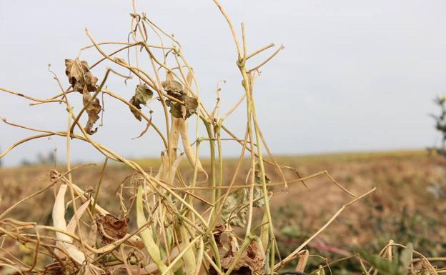 La sequía pone en pelirgo especies fluviales de Castilla y León, especialmente en la alta montaña