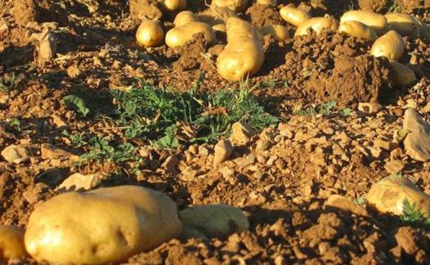 Asaja denuncia la práctica «engañosa y reiterada» de la distribución de «vender patata importada como española»