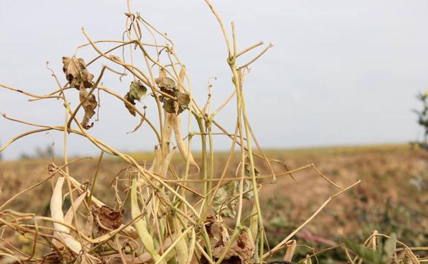 El año 2017 hunde al sector agrario y ganadero de León y le deja sin reservas para afrontar el próximo año