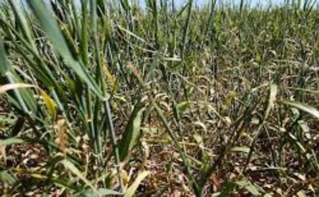 Enesa amplía el plazo para la contratación del seguro de herbáceos hasta el 22 de diciembre