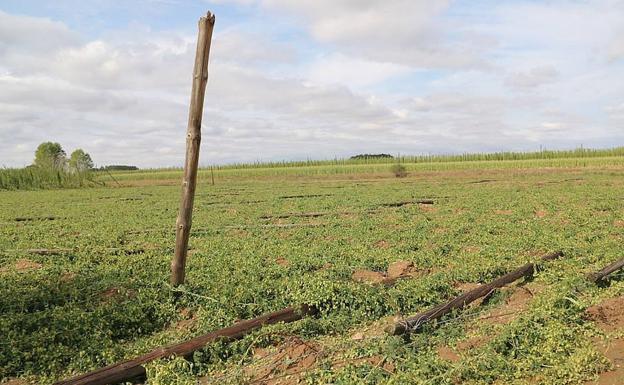 Asaja critica la subida de los fertilizantes en el periodo de máximo consumo en Castilla y León