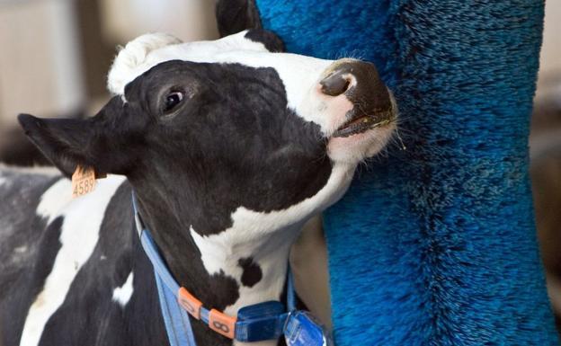 La Diputación ayuda con 110.000 euros a los ganaderos para los controles de leche de las razas frisona y parda