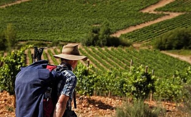 Casi 14.000 personas pasaron el pasado año por la ruta vinícola de El Bierzo