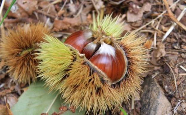 La producción de castañas del Bierzo podría reducirse hasta un 40% a causa de las heladas