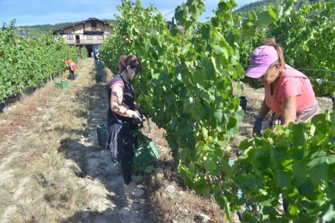 arranca la vendimia