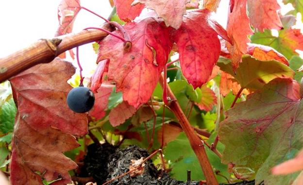 Otoño en los viñedos del Bierzo