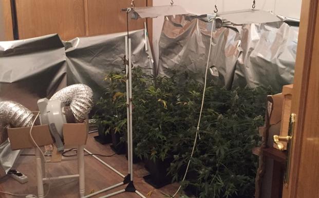 La Policía Local detiene en Fuentesnuevas a un joven al que se le incautaron 36 plantas de marihuana