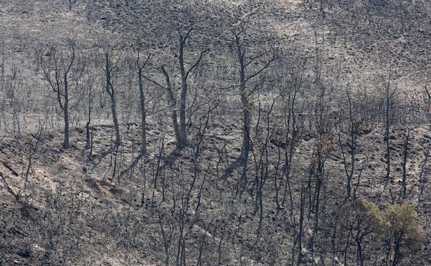 Cs pide información a la Junta sobre las acciones realizadas en el incendio de La Cabrera