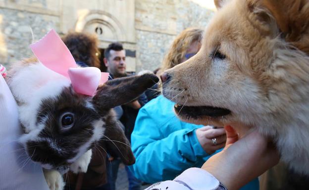 Una tradición solidaria con los mejores amigos