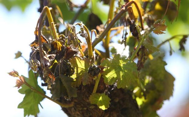 Asaja critica la «escasa voluntad» de la Junta para modificar el seguro agrario de frutales en el Bierzo