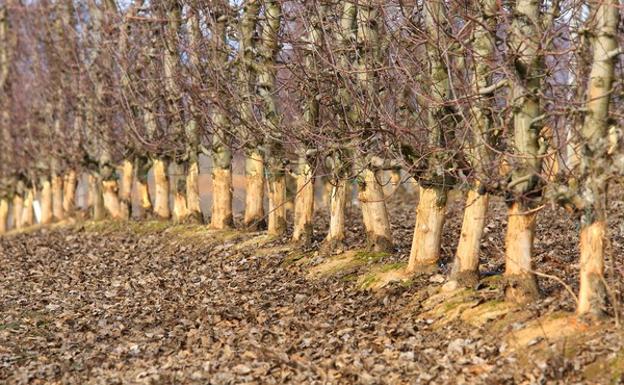 La DO Bierzo insta a los alcaldes a exigir la limpieza de fincas para combatir la plaga de conejos