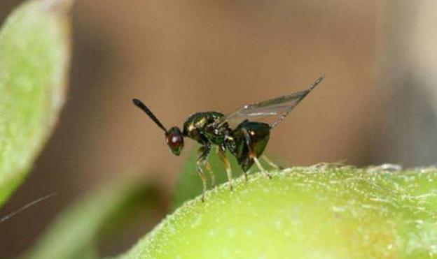 La Junta inicia la suelta experimental del parasitoide 'Torymus Sinensis' para el control de la avispilla del castaño en la provincia