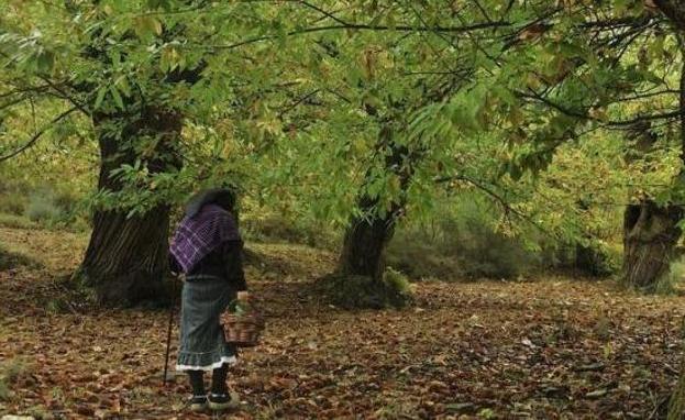 Los castañicultores ven en la suelta de 'Torymus' un «remedio» para frenar la plaga de la avispilla en El Bierzo