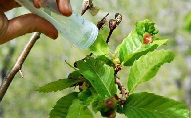 La Junta refuerza las sueltas de Torymus para el control de la avispilla del castaño en el Bierzo