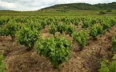 Los viñedos de la DO se 'salvan' del mildiu a pesar de la lluvia y apuntan a una cosecha con «muy buenas» expectativas