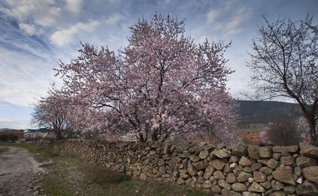 Vega y Fabero se despiden del proyecto de 10 millones para plantar 300.000 almendros en ambos municipios