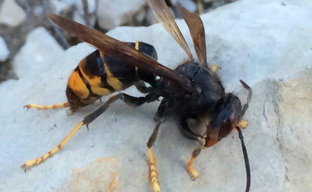 Localizado un nido de avispa asiática en el balcón de una casa en Puente de Domingo Flórez