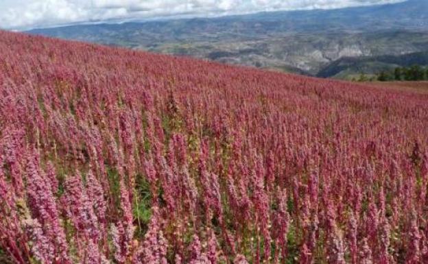 Un berciano colabora en Perú en un proyecto para impulsar la producción de quinoa