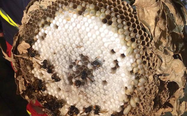 La Junta actuará «de forma inmediata» tras hallarse un nido de avispa asiática en el Bierzo