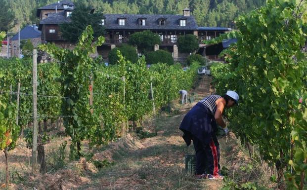 La vendimia 2018 arranca en el Palacio de Canedo con las uvas blancas del Xamprada