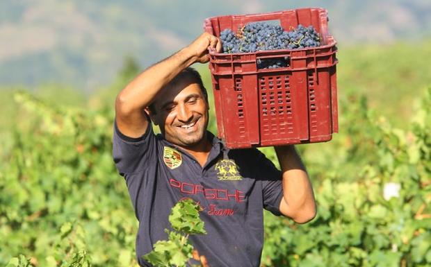 La escasez de temporeros para la vendimia causa problemas a las bodegas bercianas