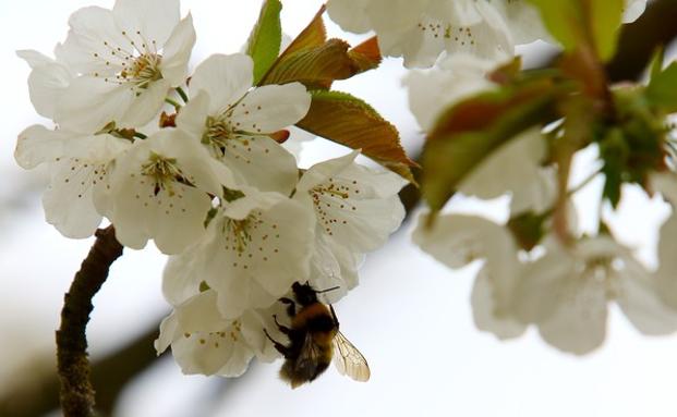 El programa para plantar 2.000 cerezos en los pueblos de Ponferrada suma 45 inscritos