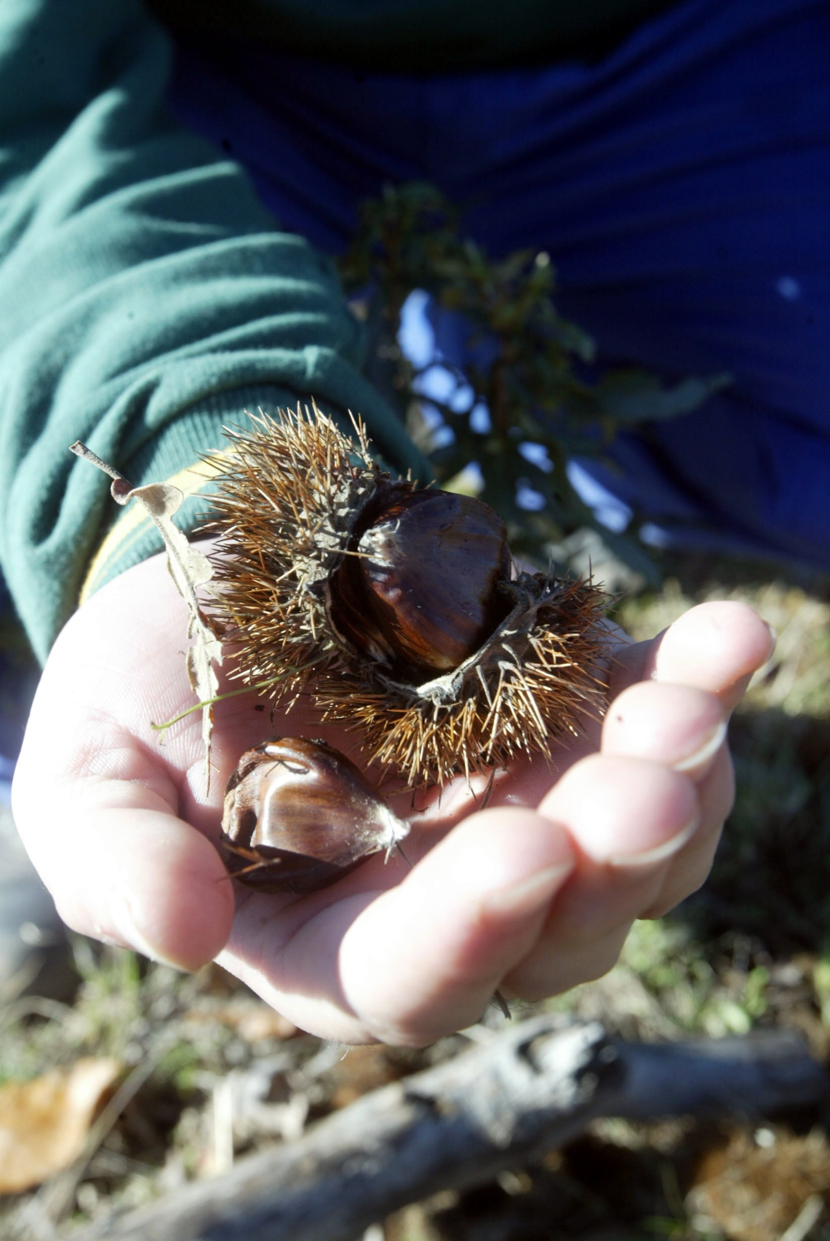 La Reserva de la Biosfera de los Ancares Leoneses presenta los resultados de su estudio sobre el chancro