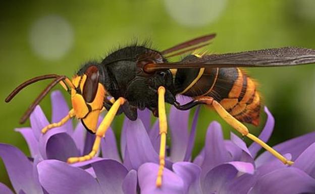Puente de Domingo Flórez dedica una charla al protocolo de actuación ante la vespa velutina