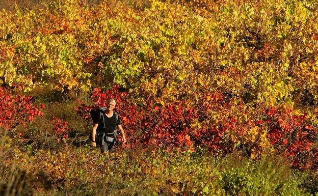 Bierzo Enoturismo se incorpora a la nueva señalización turística homologada por el Gobierno