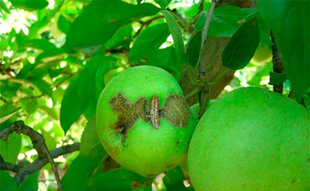Advierten contra las infecciones en frutales por la bajada de temperaturas y la elevada humedad