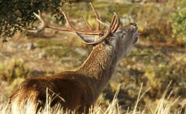 Candín acoge este sábado la subasta anual de los permisos de caza de la Reserva Regional de los Ancares Leoneses