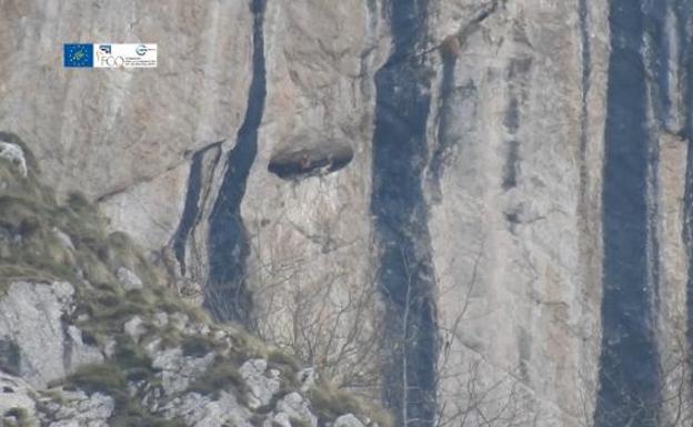 Trasladan a León a la primera pareja de quebrantahuesos en Picos de Europa para lograr su reproducción