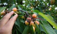 Los fruticultores del Bierzo cierran una campaña de cereza «desastrosa» por los daños ocasionados por las heladas y las lluvias