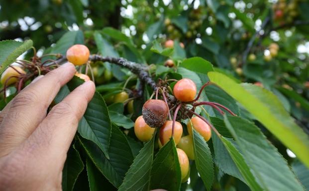 Los fruticultores del Bierzo cierran una campaña de cereza «desastrosa» por los daños ocasionados por las heladas y las lluvias