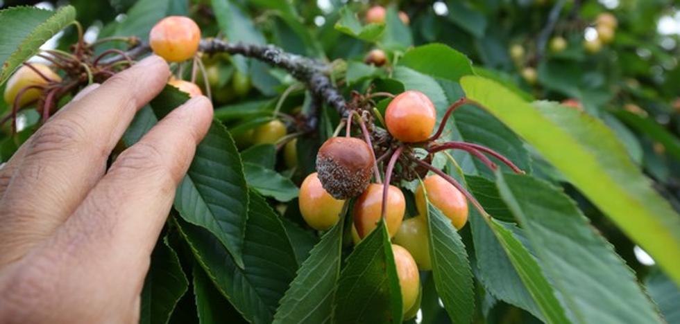 Los fruticultores del Bierzo cierran una campaña de cereza «desastrosa» por los daños ocasionados por las heladas y las lluvias