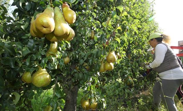 Las plantaciones de manzana y pera se 'salvan' de la fuerte granizada caída en El Bierzo este lunes