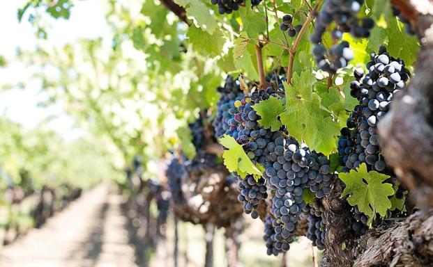 La DO Bierzo evalúa los posibles daños del granizo en los viñedos de la comarca