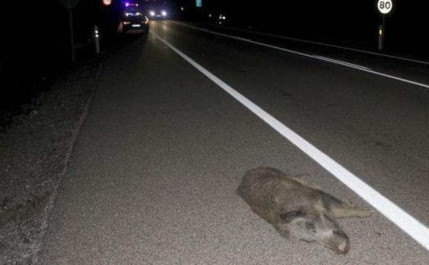 Un herido leve tras colisionar su vehículo con un jabalí en la A-6 a la altura de Folgoso de la Ribera