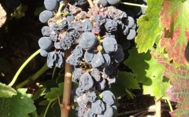 Alertan del aumento de polillas del racimo en varias zonas del Bierzo