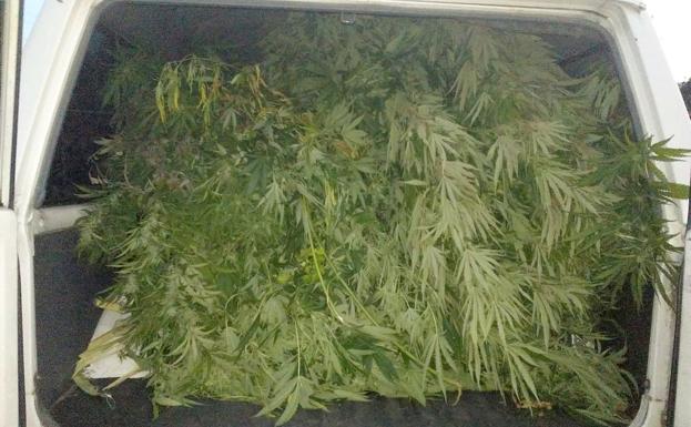 Detenido un hombre en Ponferrada tras detectar sus vecinos un fuerte olor a marihuana