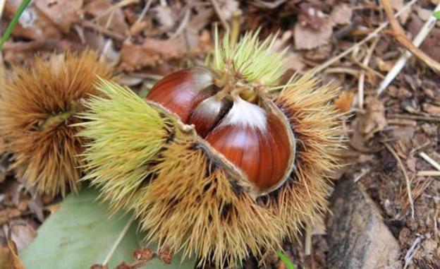 La asociación Tres Valles confía en superar los 100.00 kilos de castañas recogidos en la campaña de este año