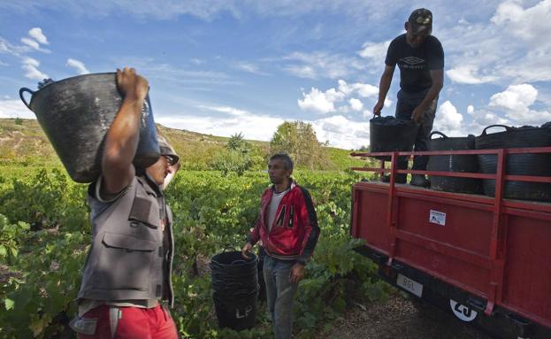 La DO Bierzo recupera los valores previos a las heladas de 2017 con una producción que supera los 13 millones de kilos