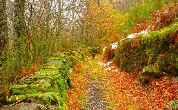 Una imagen del otoño en Guímara gana el II concurso de fotografía de la Reserva de la Biosfera de los Ancares Leoneses