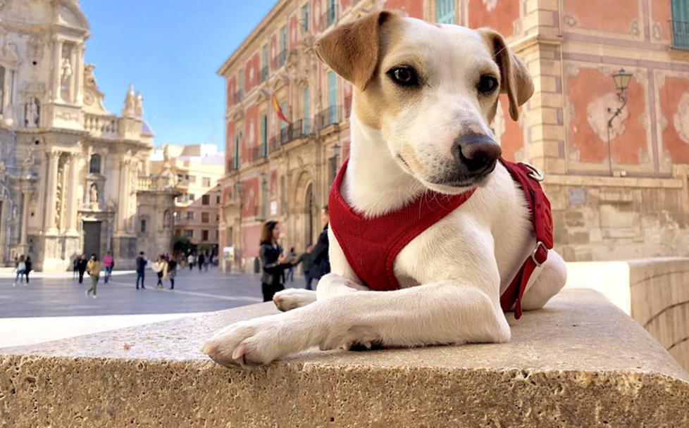 Pipper llega a Ponferrada