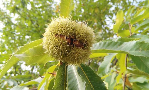 El poeta Juan Carlos Mestre presta su voz a la lucha por la conservación del soto de castaños de Villar de los Barrios
