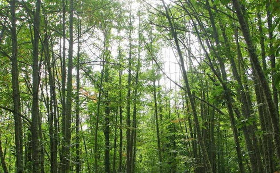 Los bosques, claves para mitigar el cambio climático