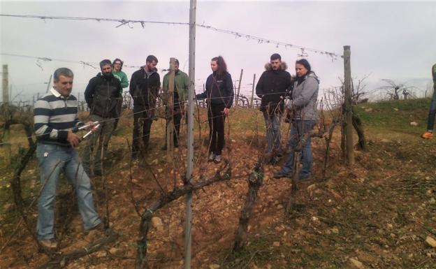 Los alumnos del máster de Viticultura asisten a una jornada práctica de poda de viñedos