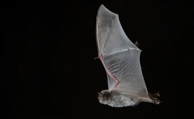 Endesa favorece la conservación de varias especies amenazadas de murciélagos que viven en sus instalaciones del Bierzo