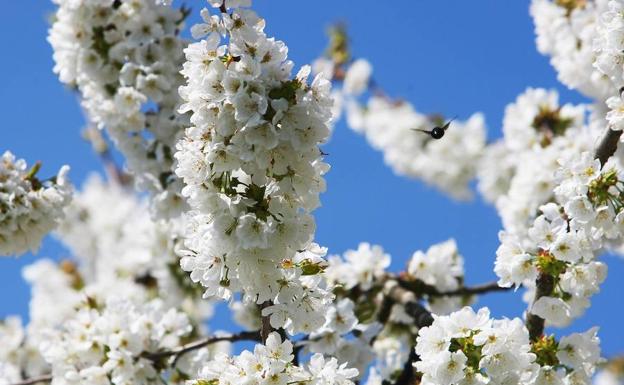 Corullón da el próximo fin de semana la bienvenida a la primavera con las jornadas 'A enxendra da cireixa'